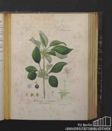 Rhamneae. Rhamnus cathartica L. Krenzdorn.