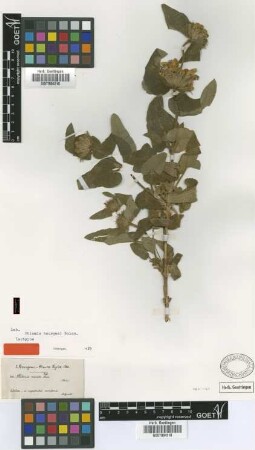 Phlomis viscosa Poir.