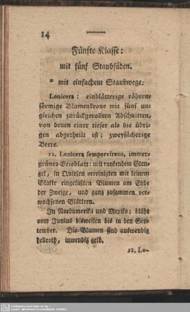 Fünfte Klasse: mit fünf Staubfäden