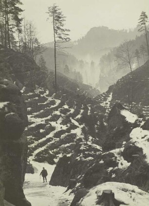 In den Weberschlüchten, Großer Zschand, Winterbild mit Neuanpflanzungen.