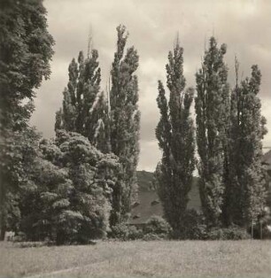 Dresden-Pillnitz. Alte Pappeln (populus italica pyramidalis Roz.) am Schloss