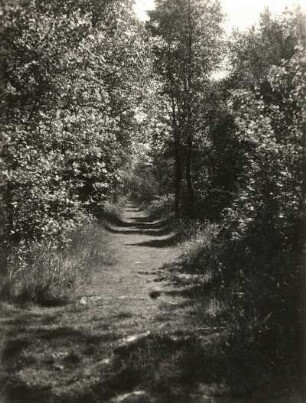 Prerow. Waldweg auf der Halbinsel Darß