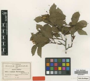 Crataegus baroussana Eggl. [type]