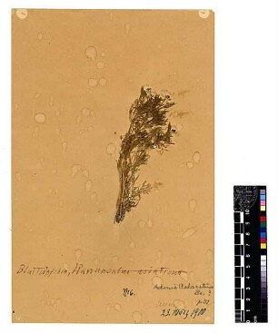 Ranunculaceae Adonis palaestina Boissier, Edmond (1810 - 1885) [Karmel (Gebirge)]