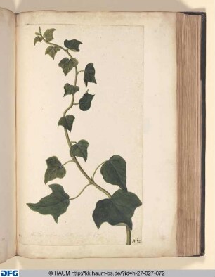 Hedera arborea. Eadem quae N 67.