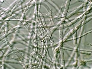 Meeresplankton - Pilze (Fungi)