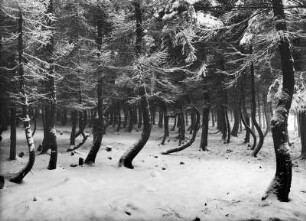 Glashütte, "Hexenwald" an der Straße nach Luchau : Glashütte, "Hexenwald" an der Straße nach Luchau. Fichtenbestand mit Randbruchschäden durch Schnee und Eis