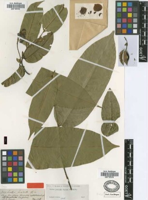 Swartzia pendula Spruce ex Benth. [type]