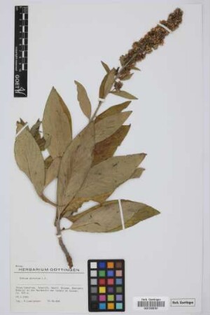 Echium strictum L.f.