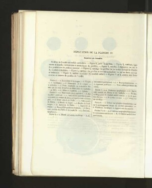Pl. 81.