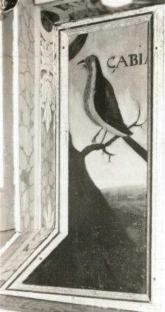 CABIA brasilian. Drossel (Turdus brasiliensis)