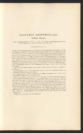 Dasyurus Geoffroyi, Gould. Geoffroy's Dasyurus