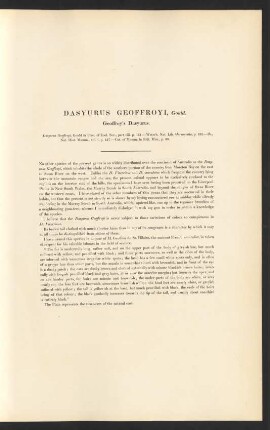 Dasyurus Geoffroyi, Gould. Geoffroy's Dasyurus