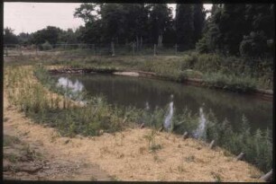 Bewuchs am Mühlenteich