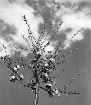 Wolkenbilder. Wolken hinter der Krone eines blühenden Bäumchens