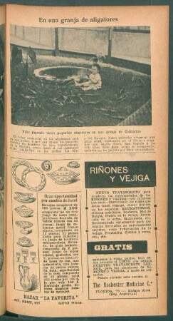 En una granja de aligatores
