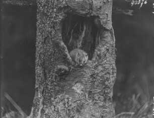 Siebenschläfer : Siebenschläfer (Glis glis Linnaeus) beim Verlassen des Schlupfwinkels.