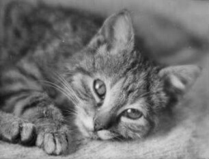 Katze : Katze Mischu der Fotografin Grete Back