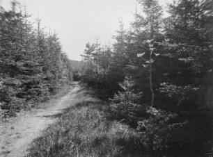 Landschaft : Unbekannter Ort. Weg im Wald