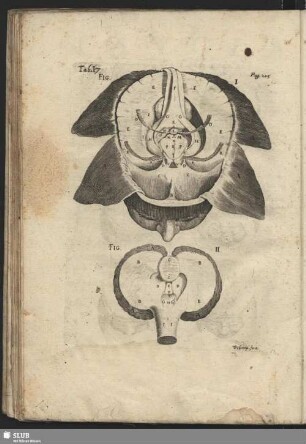 Tavola Decima Settima
