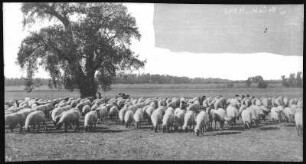 Sheep at Baldwins Ranch