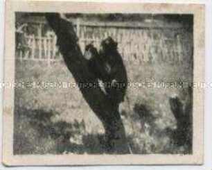 Auf einem Baum sitzender Affe, Foto aus dem Indochina-Konvolut des Legionärs Harry Weiss