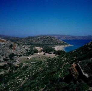 Palmenwald von Vai : Vai auf Kreta. Die Palmenbucht von Vai. Kretische Dattelpalme (Phoenix theophrasti), Aufnahme 1974