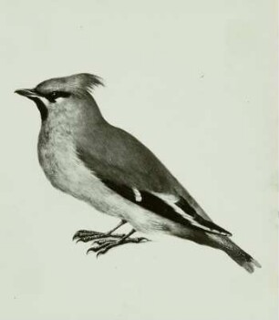 Holländisches Vogelbuch: "Seidenschwanz - Bombycilla garrulus L. "
