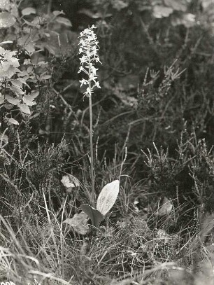 Zweiblättrige Waldhyazinthe (Weiß-Waldhyazinthe, Weiße Waldhyazinthe, Platanthera bifolia). Osterzgebirge, Oelsener Wiesen