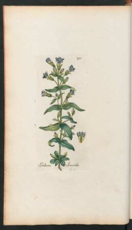 211. Gentiana Amarella