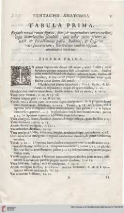 Tabula prima - Tabula V.