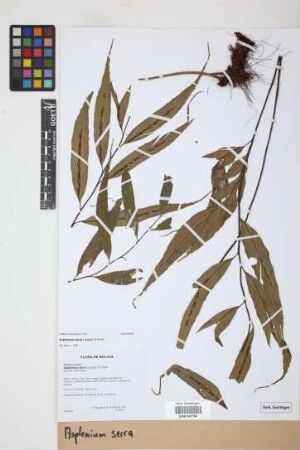 Asplenium serra Langsd. & Fisch.