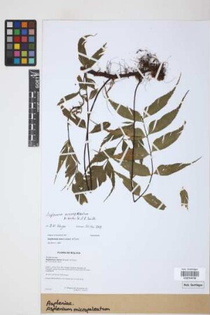 Asplenium micropaleatum