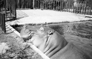 Nilpferde im Karlsruher Zoo
