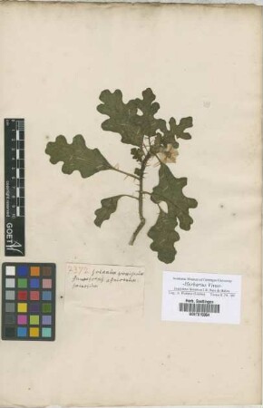 Solanum