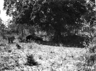 Gnus : Im Krüger-Nationalpark beobachtete Gnus, die im Schatten eines Baumes Schutz vor der Sonne suchen.