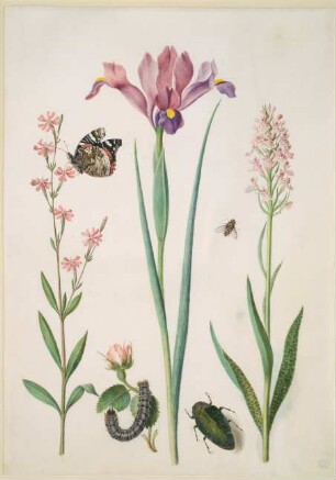 Pechnelke mit Admiral, kleine Rose mit Raupe, Iris, Knabenkraut, Schwebfliege und ein Prachtkäfer