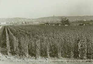 Cossebaude, Großbaumschulen Teschendorf