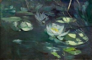 Teich mit aufgeblühten Seerosen