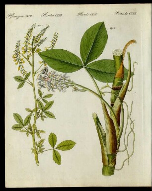 Arznei-Pflanzen.