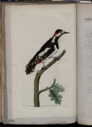 The Greater Spotted Woodpecker.