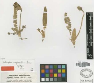 Astragalus oxytropifolius Boiss. [syntype]