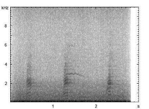Stockente | Anas platyrhynchos - Ruf