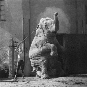 Zootiere. Elefant mit Tierpfleger im Zoo Dresden