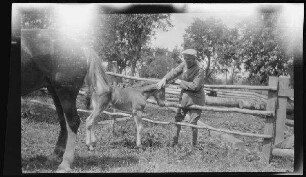 "Romagne-Lager" bei Verdun (=Romagne-sous-les-Côtes, Dep. Meuse, Frankreich): "Leutnant Fleschhut mit Fohlen"