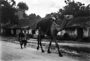 Lastenkamel (Deutsche Indien-Expedition 1926/1929 - 6. Nordindien)