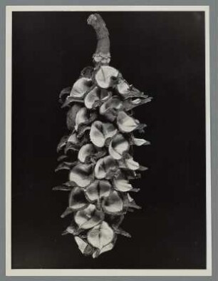 Biberbaum, Fruchtstand (Magnolia grandiflora)