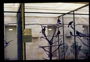 Zoo Neues Vogelhaus 2.3.63.