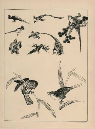 Plate 11