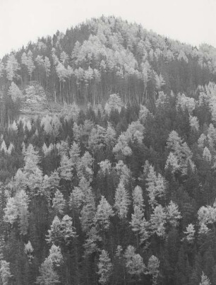 Lärchenwald im Herbst